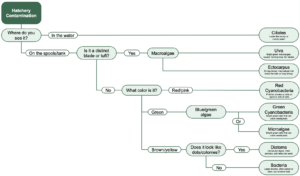 Screenshot of Decision Tree: Identifying Kelp Nursery Contaminants