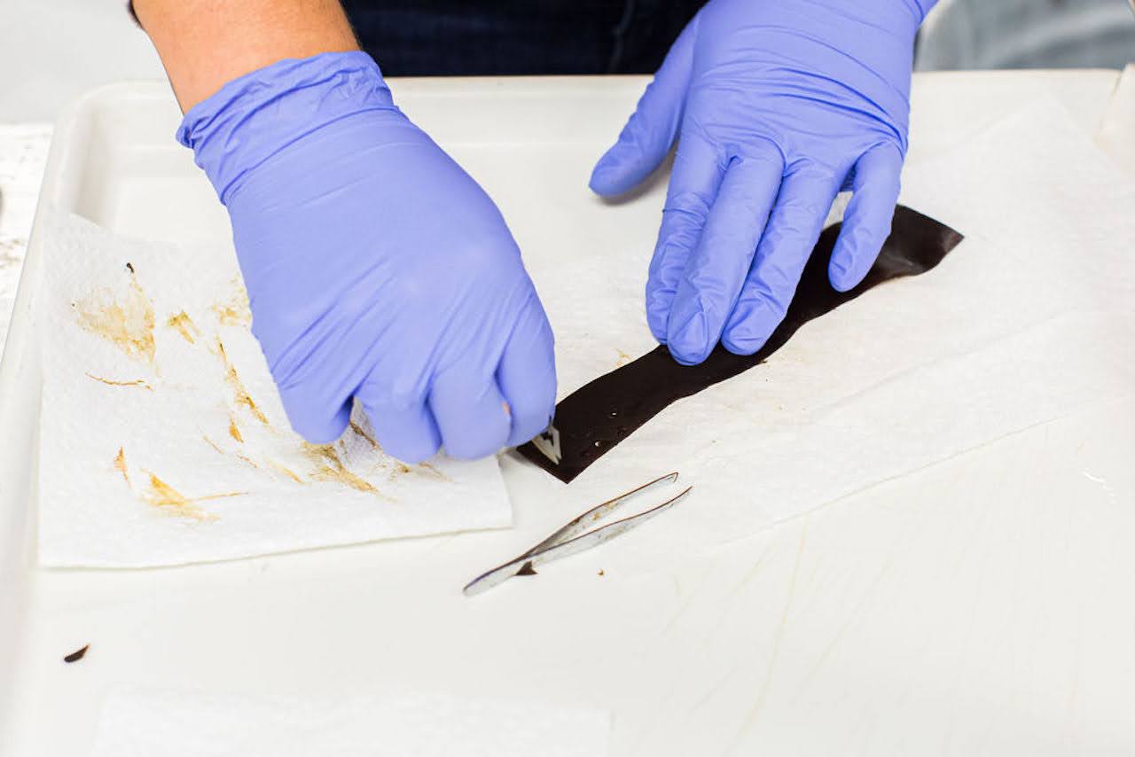 Two hands wearing gloves using a razor to scrape sorus.