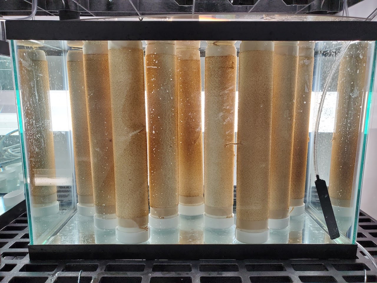 kelp-seedspools-at-SBU-kelp-hatchery