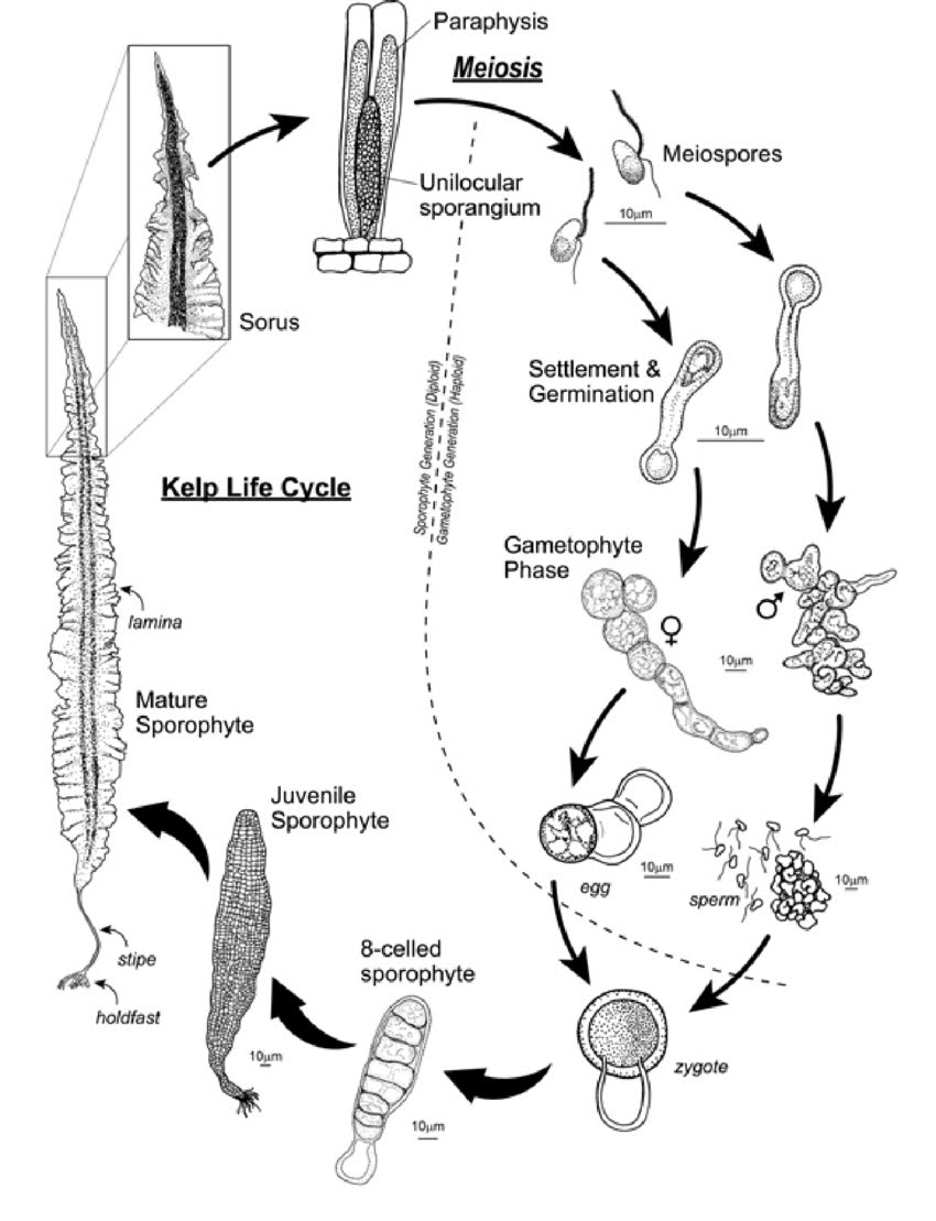 Diagram of sugar kelp's lifecycle