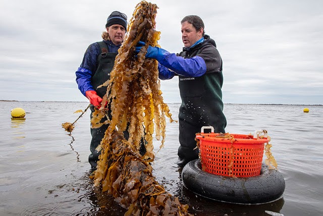 115-Great Gun Shellfish