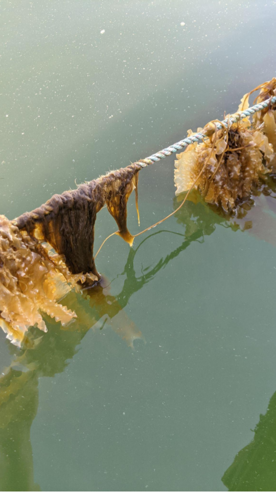 photos for hatchery LMS (1)