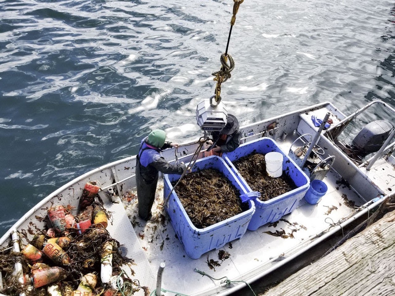 Blue Evolution_Kelp04 (1)