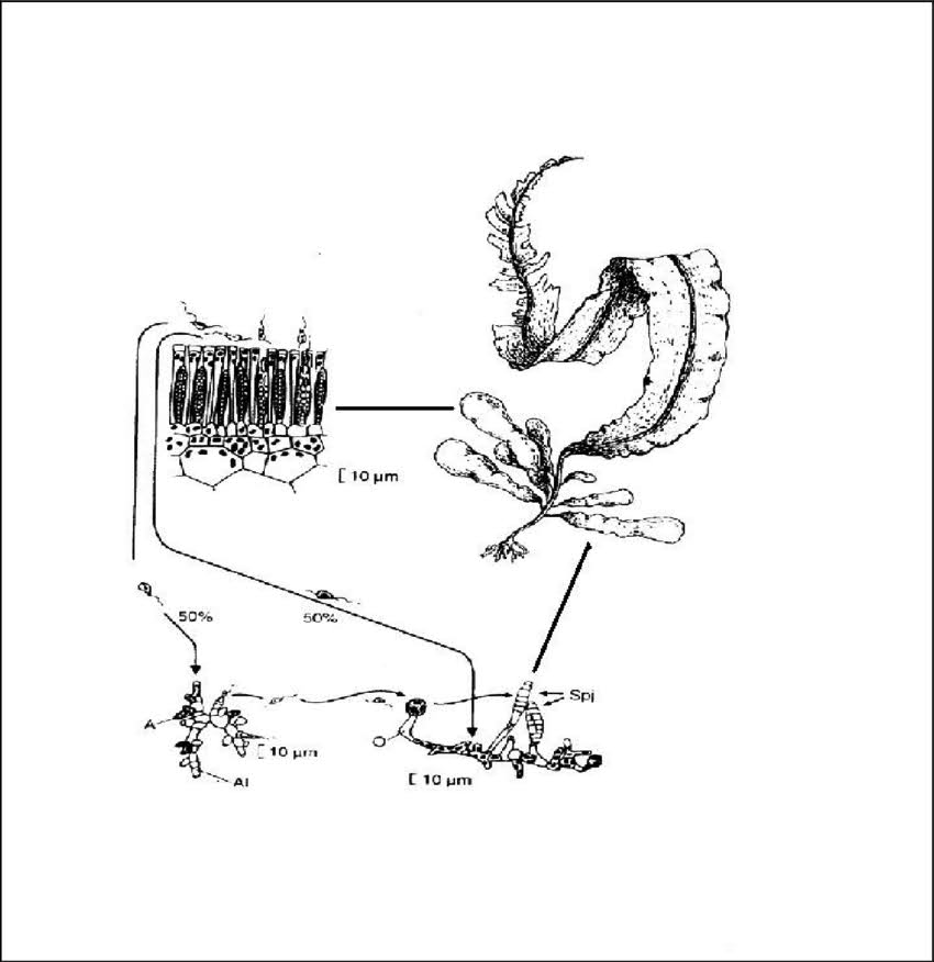 life-cycle-of-alaria-esculenta-the-sporophyte-a-produces-sori-on-the-sporophylls-b