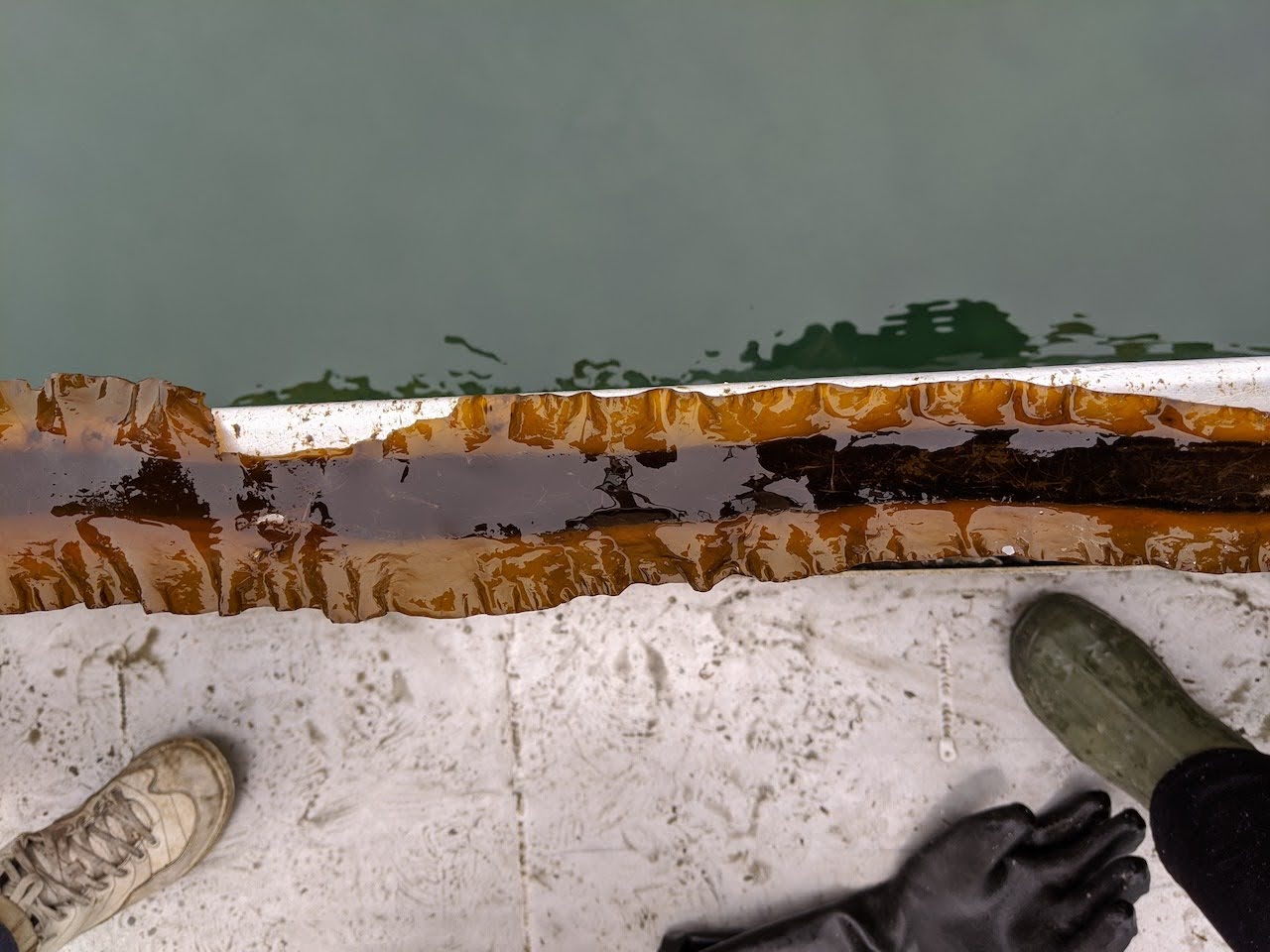 sugar-kelp-sorus-tissue