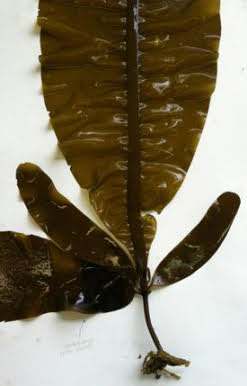 winged-kelp-sporophylls