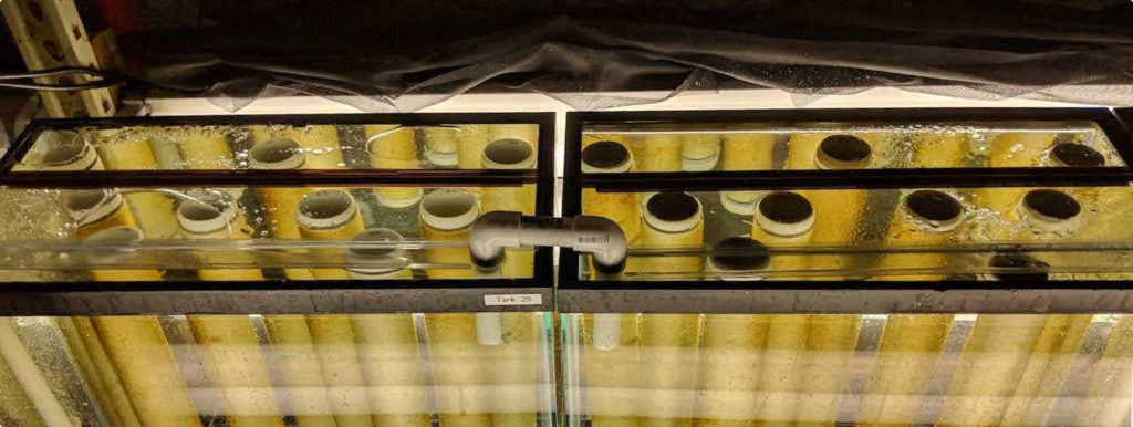 Photo of a pair of aquariums