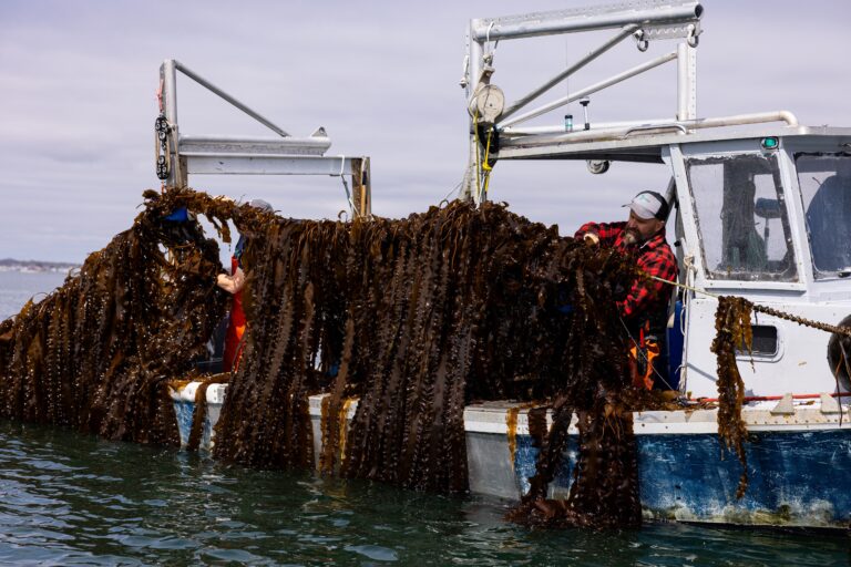 GreenWave_Kelp_Farm_Allegra_Anderson_Photographer_542