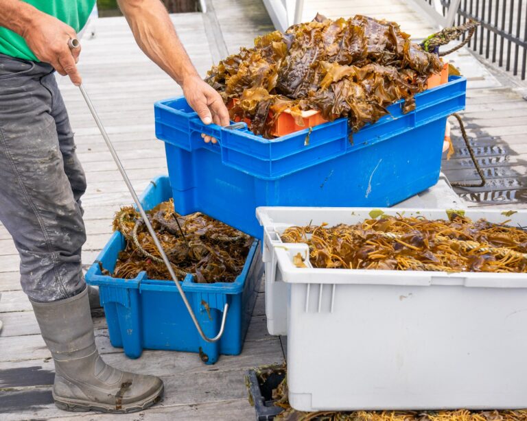 Elizabeth_Ellenwood__DSC5532Rhody_Wild_Sea_Gardens-EDIT