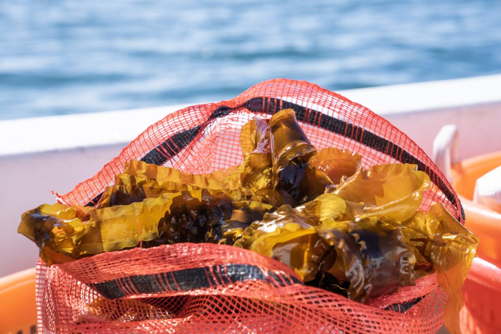 Kelp on a boat