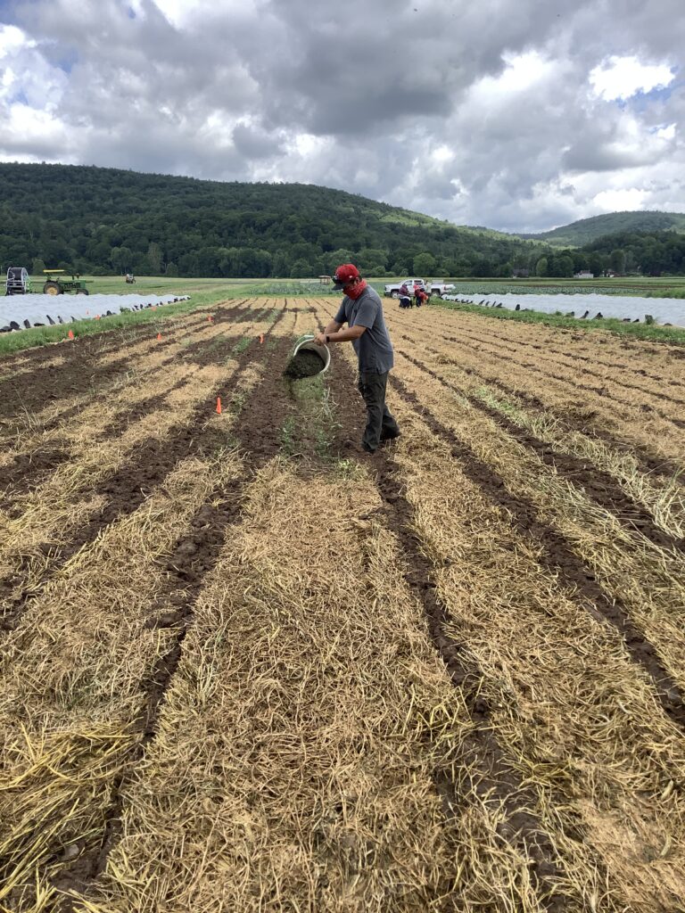 Person using kelp for farming