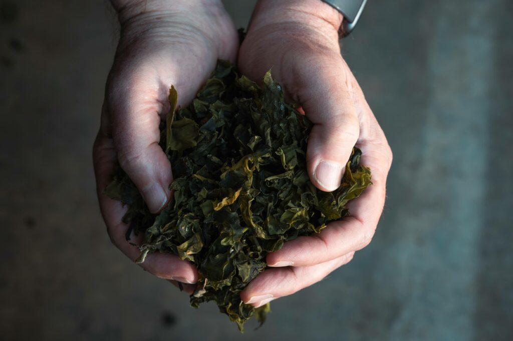 Hands holding kelp. Ocean's Balance kelp operation and dehydrator in Brunswick, Maine.