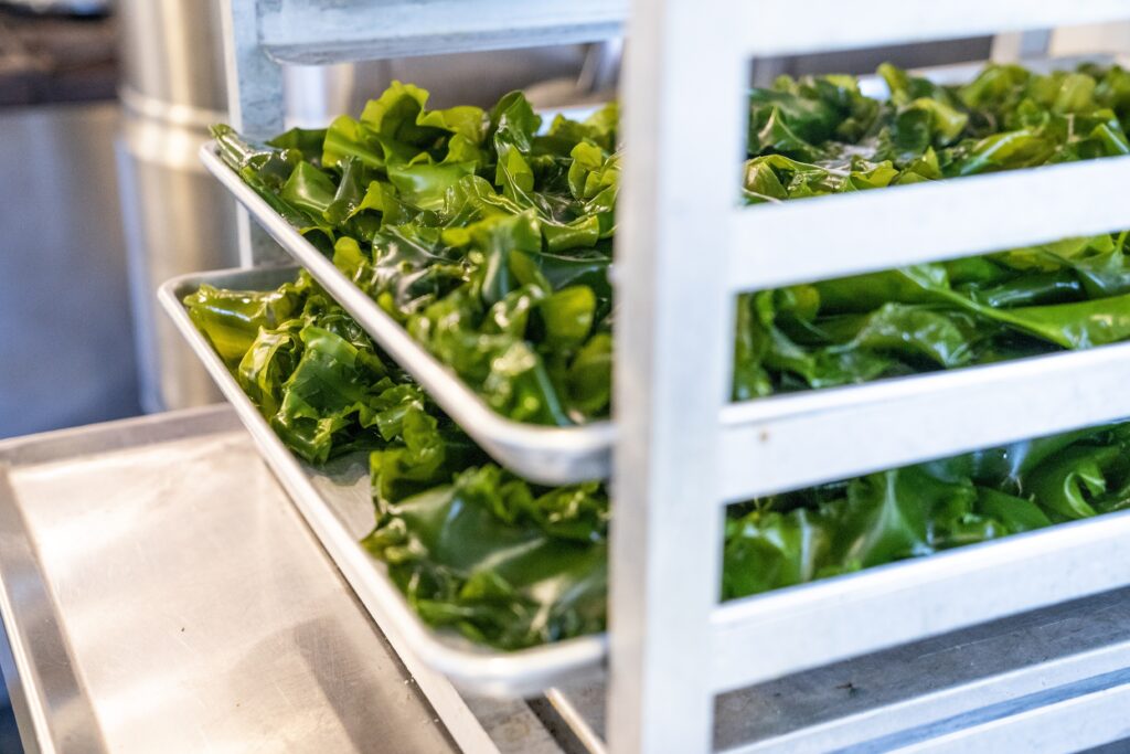 Kelp being processed