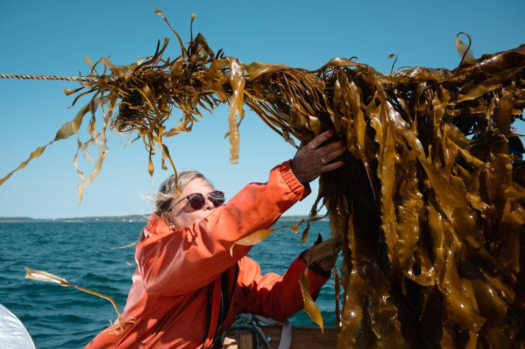 Harvesting kelp