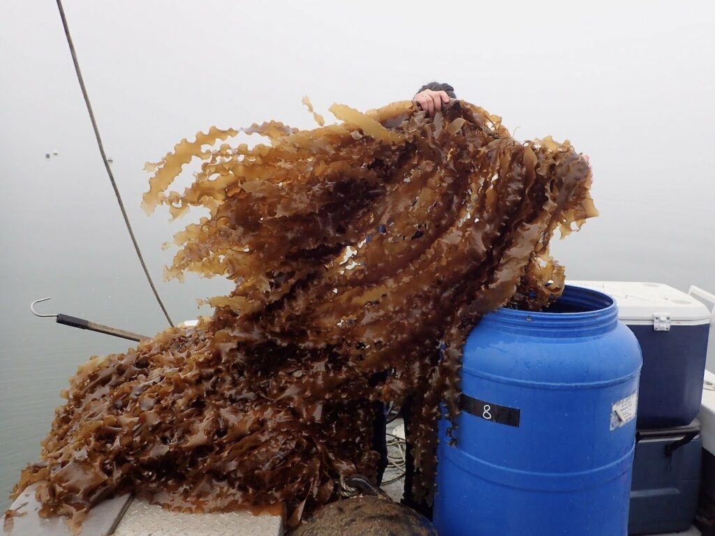 Preserving Quality: Post-Harvest Handling and Storage