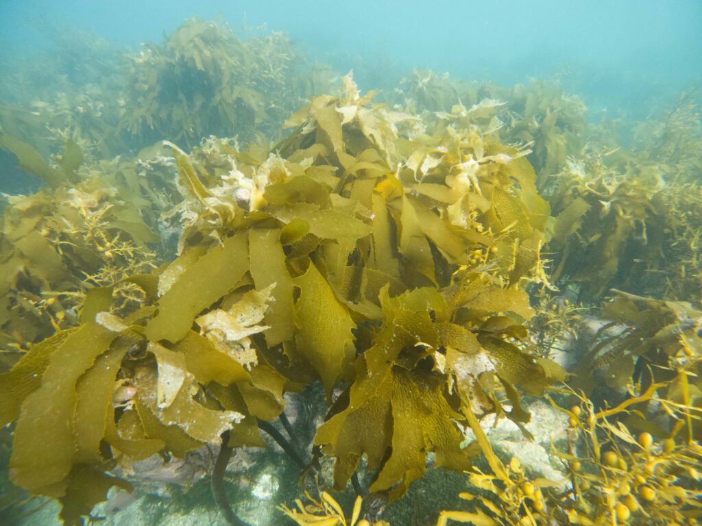 From Science to Sea: Kelp Farming in Aotearoa NZ