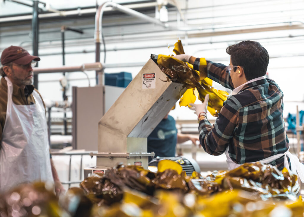 Kelp Stabilization in Rural Alaska