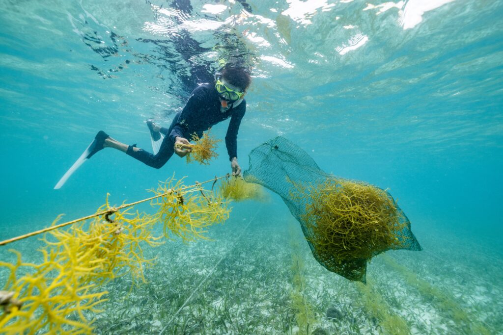 Sustainable Seaweed Cultivation in the Caribbean