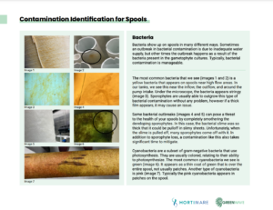 Screenshot of Visual Guide to Kelp Nursery Spool Contaminants